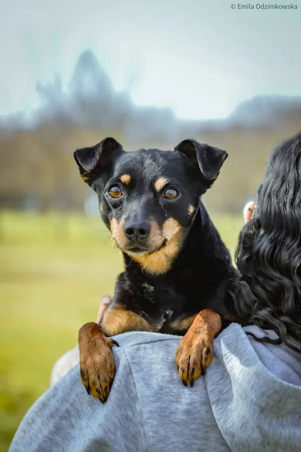 Pies do adopcji, Radom, 12 maja 2025 (2/5)