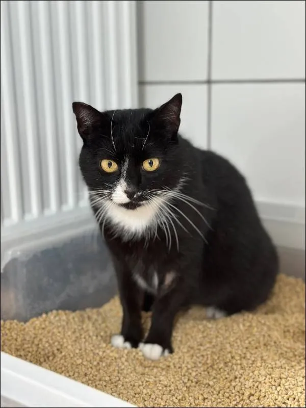 Znaleziono kota, Grudziądz, 24 marca 2025