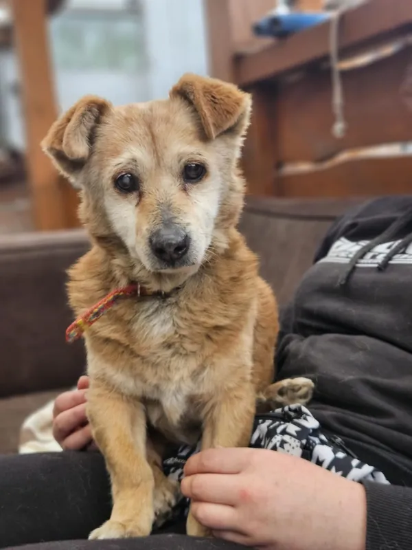 Pies do adopcji, Zgierz, 23 marca 2025 (5/5)