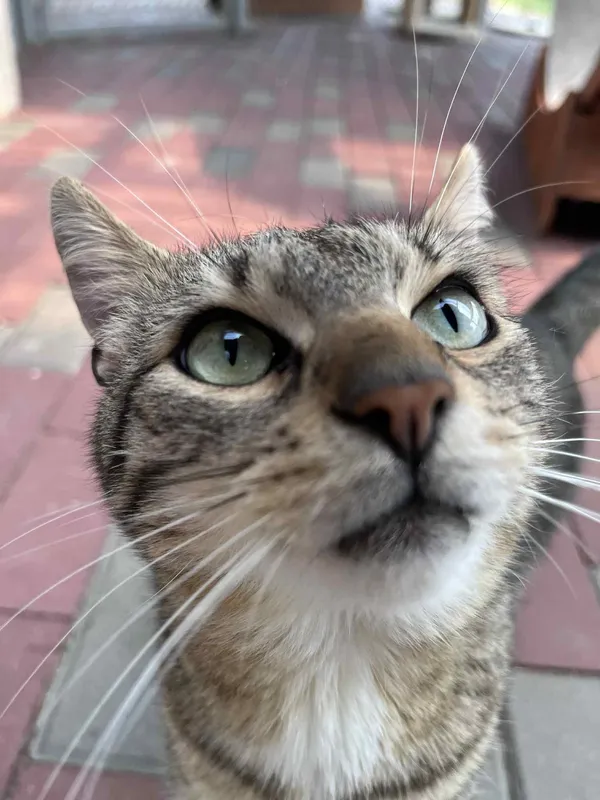 Kot do adopcji, Włocławek, 23 marca 2025 (3/5)