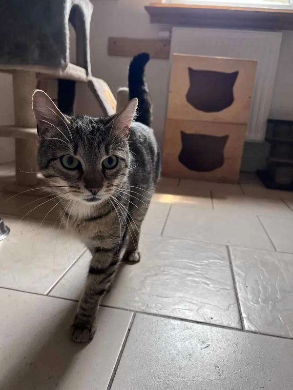 Kot do adopcji, Włocławek, 23 marca 2025 (5/5)