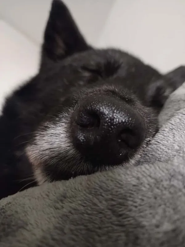 Pies do adopcji, Oborniki, 25 lutego 2025 (5/5)