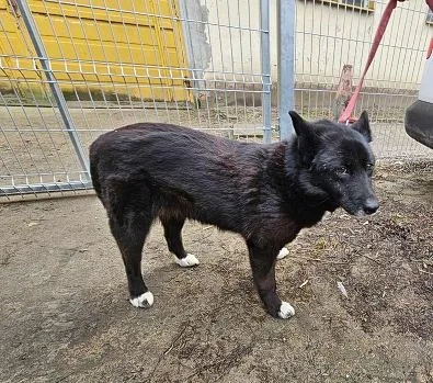 Pies do adopcji, Oborniki, 25 lutego 2025 (1/5)