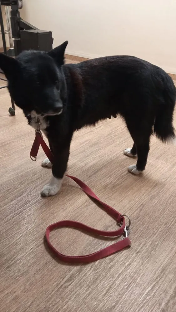 Pies do adopcji, Oborniki, 25 lutego 2025 (2/5)