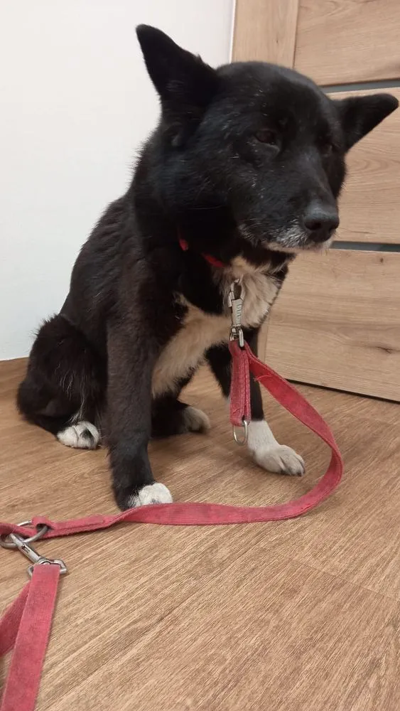 Pies do adopcji, Oborniki, 25 lutego 2025 (3/5)