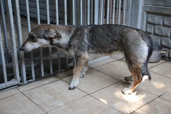 Pies do adopcji, Oborniki, 11 czerwca 2021 (3/5)