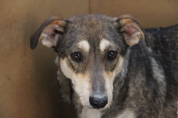 Pies do adopcji, Oborniki, 11 czerwca 2021 (4/5)