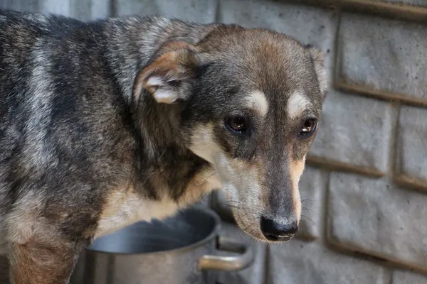 Pies do adopcji, Oborniki, 11 czerwca 2021 (5/5)