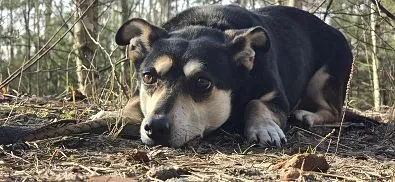 Pies do adopcji, Oborniki, 10 czerwca 2021 (1/5)