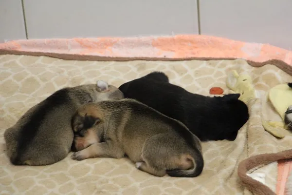 Pies do adopcji, Oborniki, 10 czerwca 2021 (2/5)