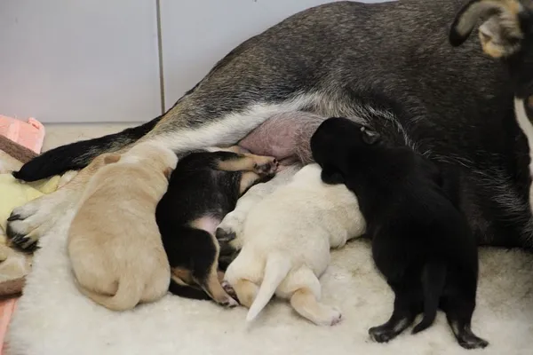 Pies do adopcji, Oborniki, 10 czerwca 2021 (4/5)