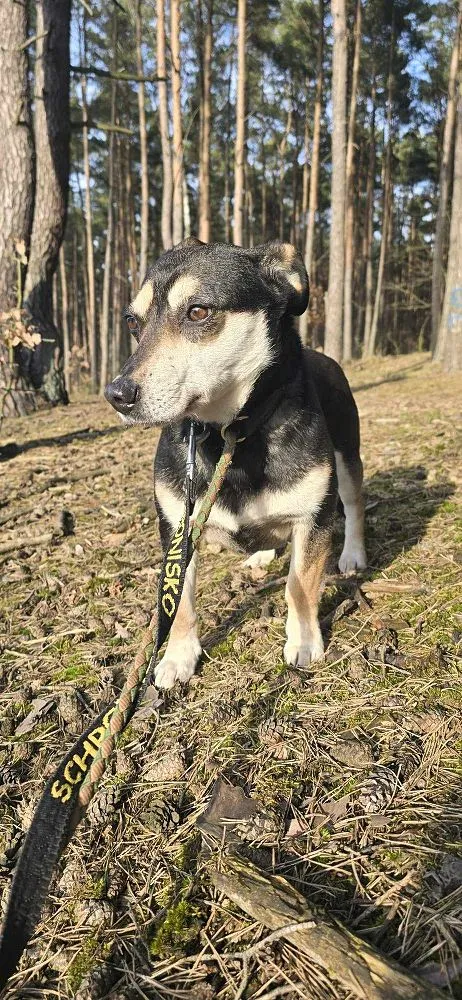 Pies do adopcji, Oborniki, 10 czerwca 2021 (5/5)