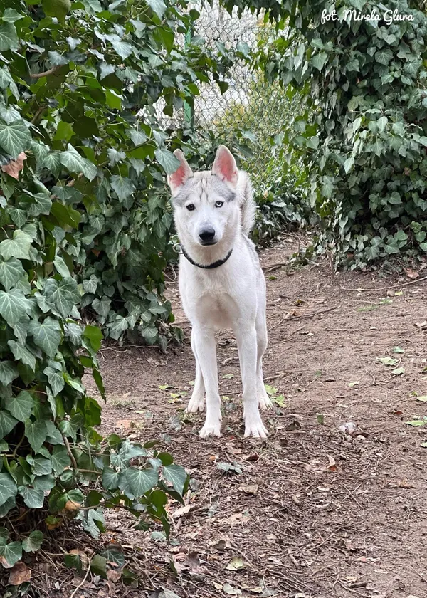 Pies do adopcji, Bydgoszcz, 24 marca 2025 (2/5)