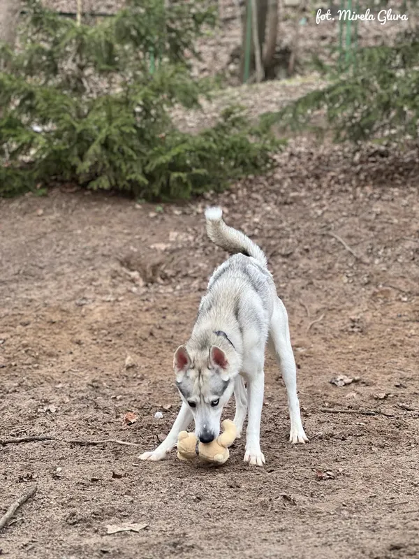 Pies do adopcji, Bydgoszcz, 24 marca 2025 (3/5)