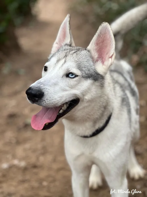 Pies do adopcji, Bydgoszcz, 24 marca 2025 (5/5)