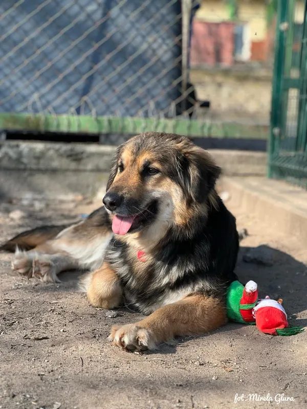 Pies do adopcji, Bydgoszcz, 24 marca 2025 (1/5)