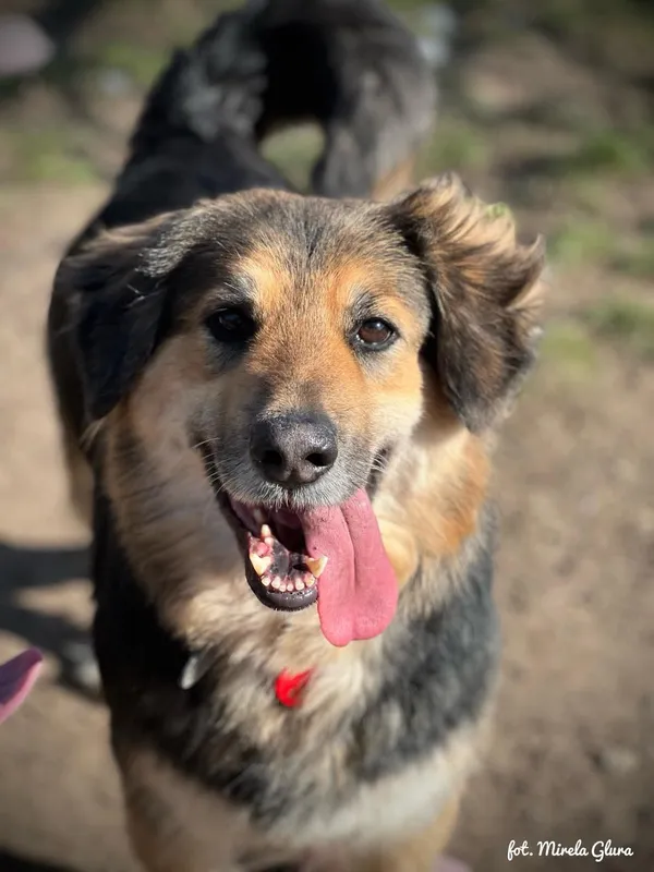 Pies do adopcji, Bydgoszcz, 24 marca 2025 (2/5)