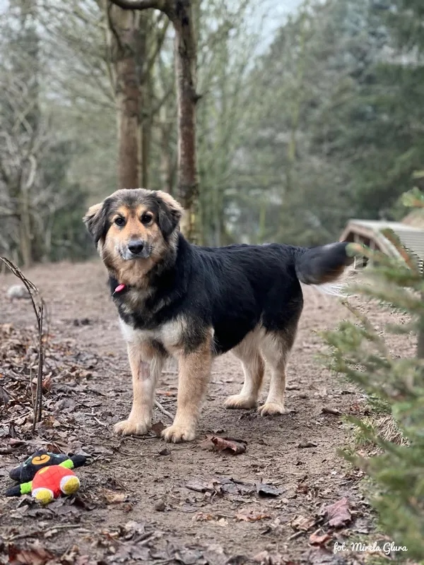 Pies do adopcji, Bydgoszcz, 24 marca 2025 (3/5)