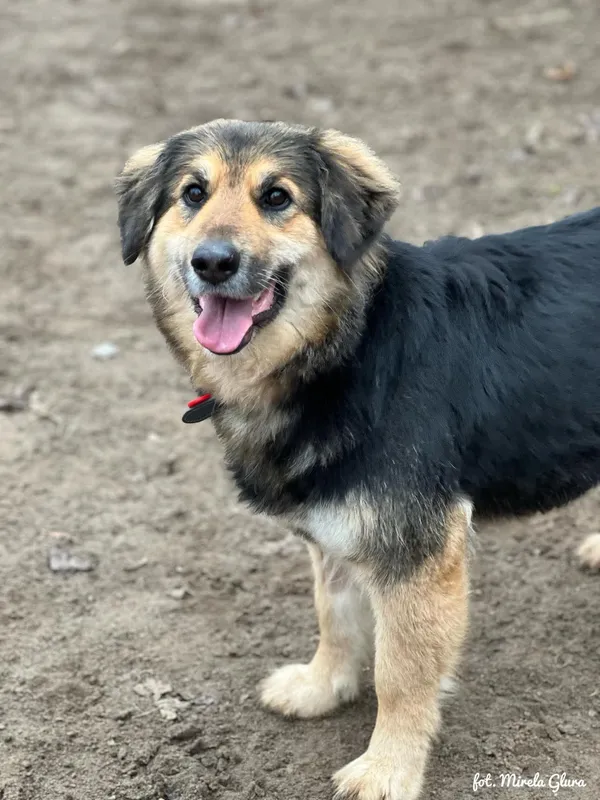Pies do adopcji, Bydgoszcz, 24 marca 2025 (4/5)