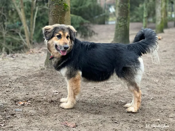 Pies do adopcji, Bydgoszcz, 24 marca 2025 (5/5)