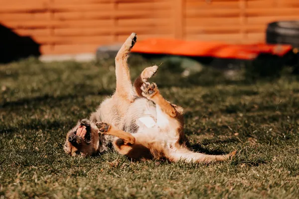 Pies do adopcji, Czartki, 24 marca 2025 (5/5)