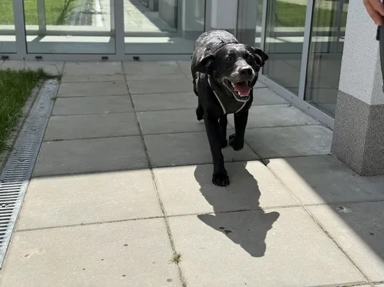 Pies do adopcji, Kraków, 10 marca 2025 (5/5)