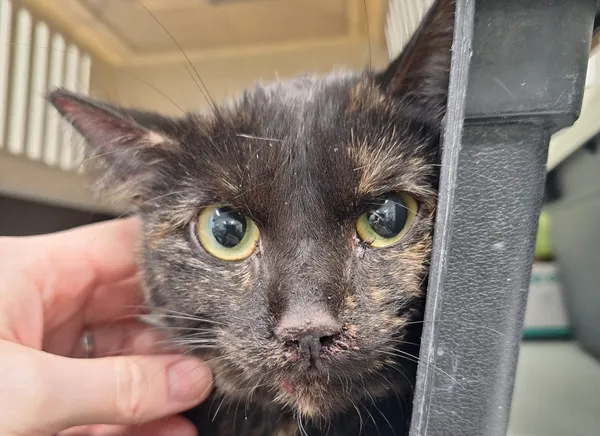 Znaleziono kota, Bydgoszcz, 24 marca 2025