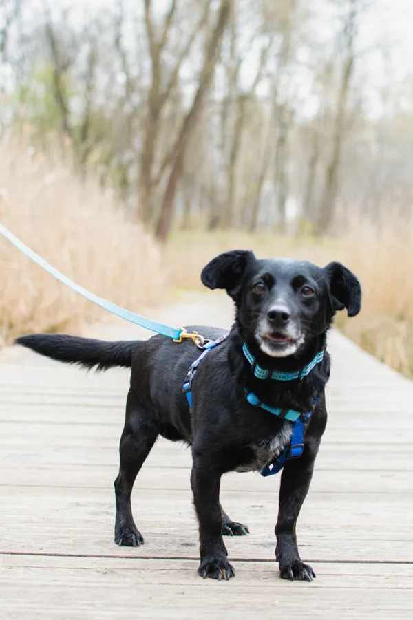 Znaleziono psa, Sosnowiec, 24 marca 2025 (1/5)