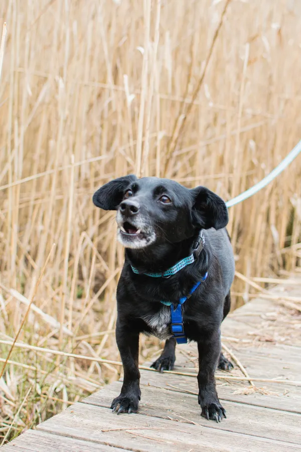 Znaleziono psa, Sosnowiec, 24 marca 2025 (3/5)