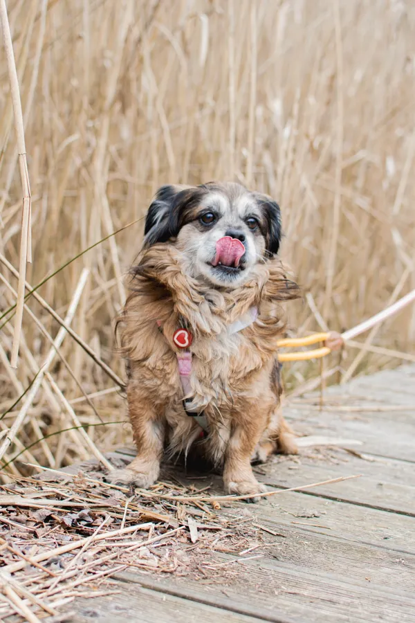 Znaleziono psa, Sosnowiec, 24 marca 2025 (2/5)