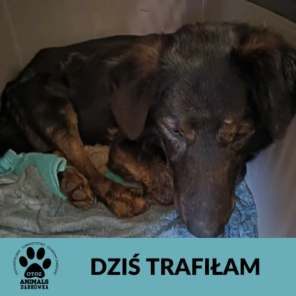 Znaleziono psa, Dąbrówka, 23 marca 2025