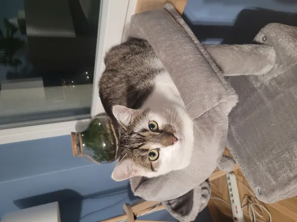 Zaginął kot, Łódź, 24 marca 2025