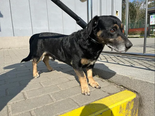 Znaleziono psa, Bydgoszcz, 24 marca 2025