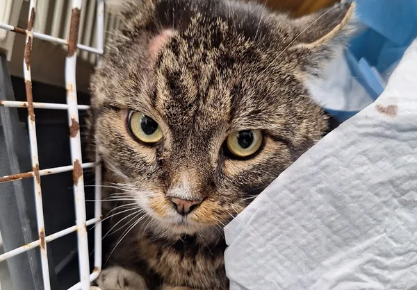 Znaleziono kota, Bydgoszcz, 24 marca 2025