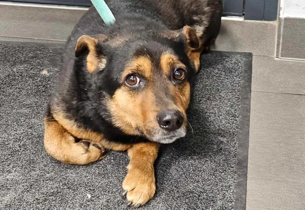 Znaleziono psa, Bydgoszcz, 22 marca 2025