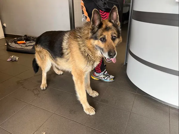 Znaleziono psa, Bydgoszcz, 22 marca 2025