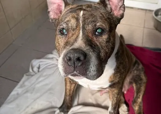 Znaleziono psa, Bydgoszcz, 22 marca 2025