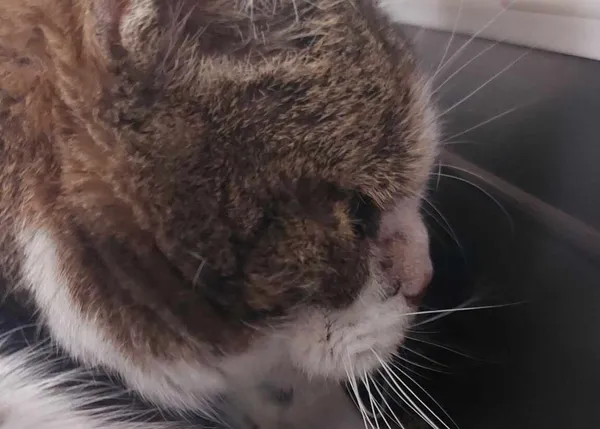 Znaleziono kota, Bydgoszcz, 21 marca 2025