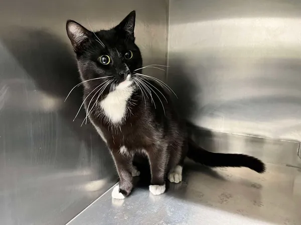 Znaleziono kota, Bydgoszcz, 20 marca 2025