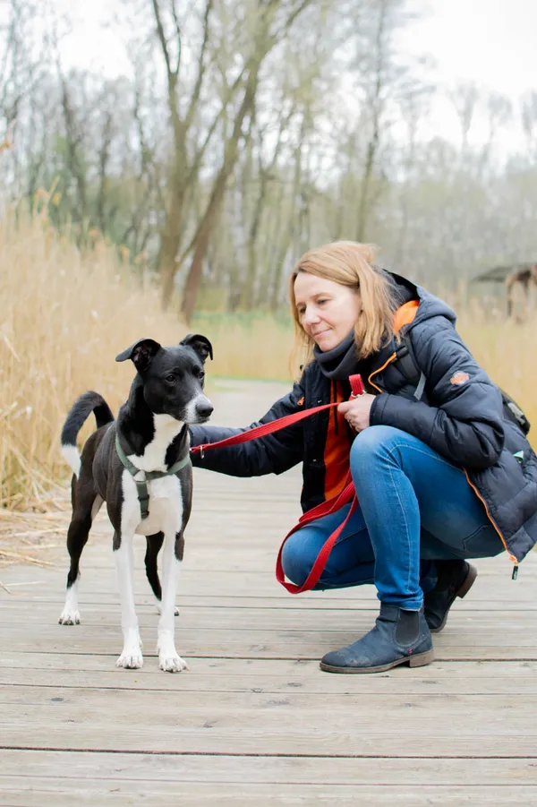 Znaleziono psa, Sosnowiec, 24 marca 2025 (1/5)