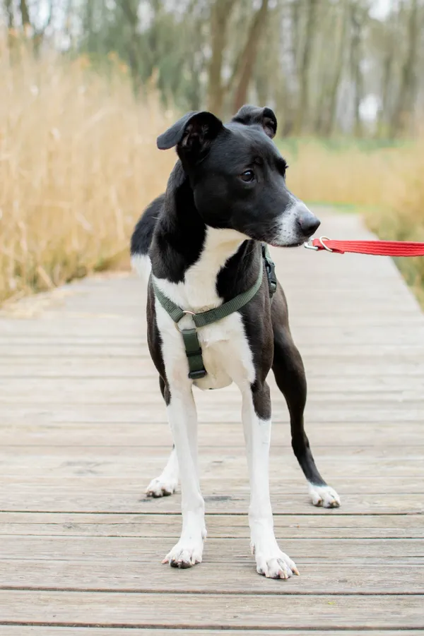 Znaleziono psa, Sosnowiec, 24 marca 2025 (2/5)