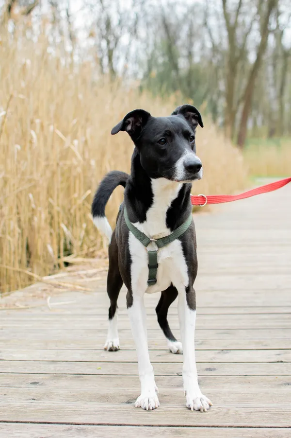 Znaleziono psa, Sosnowiec, 24 marca 2025 (3/5)