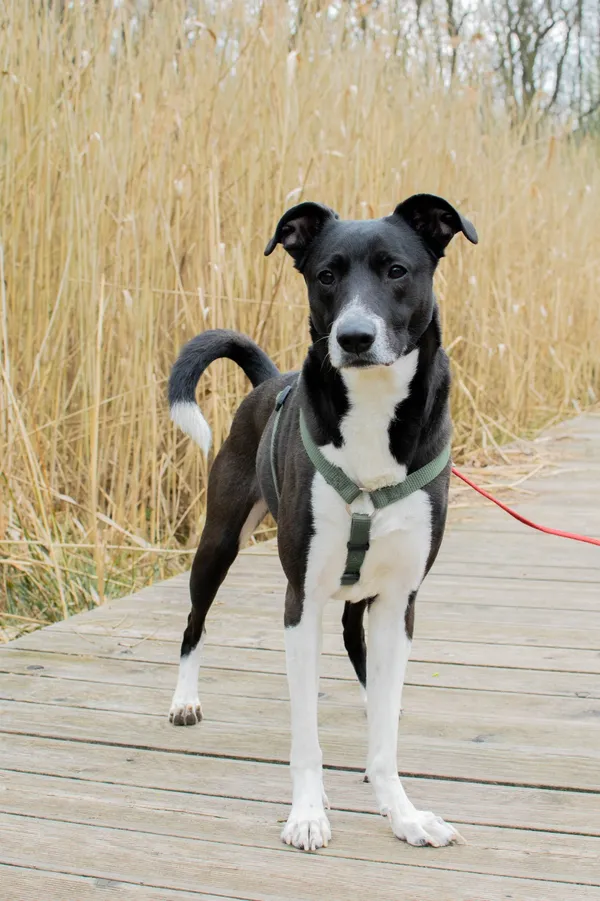 Znaleziono psa, Sosnowiec, 24 marca 2025 (4/5)