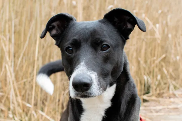 Znaleziono psa, Sosnowiec, 24 marca 2025 (5/5)