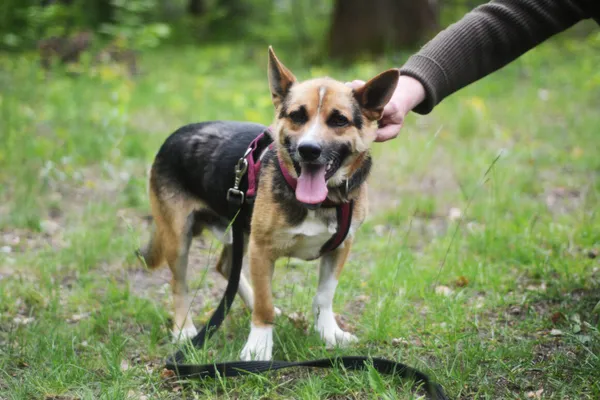 Pies do adopcji, Milanówek, 25 maja 2025 (1/5)