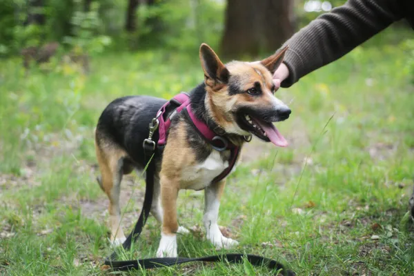 Pies do adopcji, Milanówek, 25 maja 2025 (2/5)