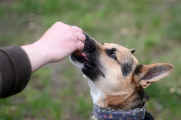 Pies do adopcji, Milanówek, 25 maja 2025 (3/5)