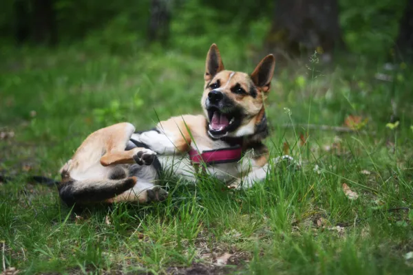 Pies do adopcji, Milanówek, 25 maja 2025 (5/5)