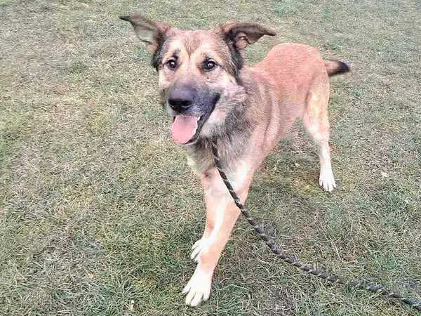 Pies do adopcji, Tatary, 4 grudnia 2024 (2/5)