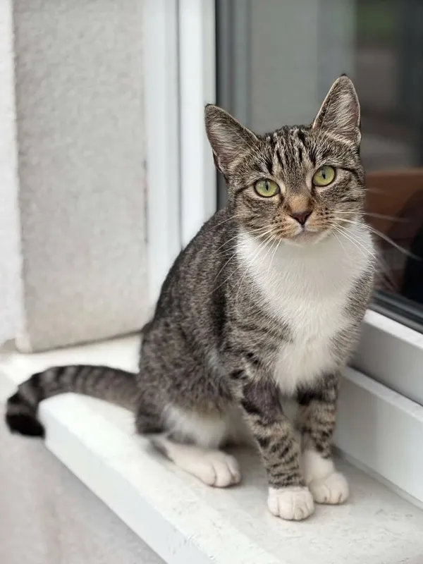 Znaleziono kota, Lublin, 23 marca 2025